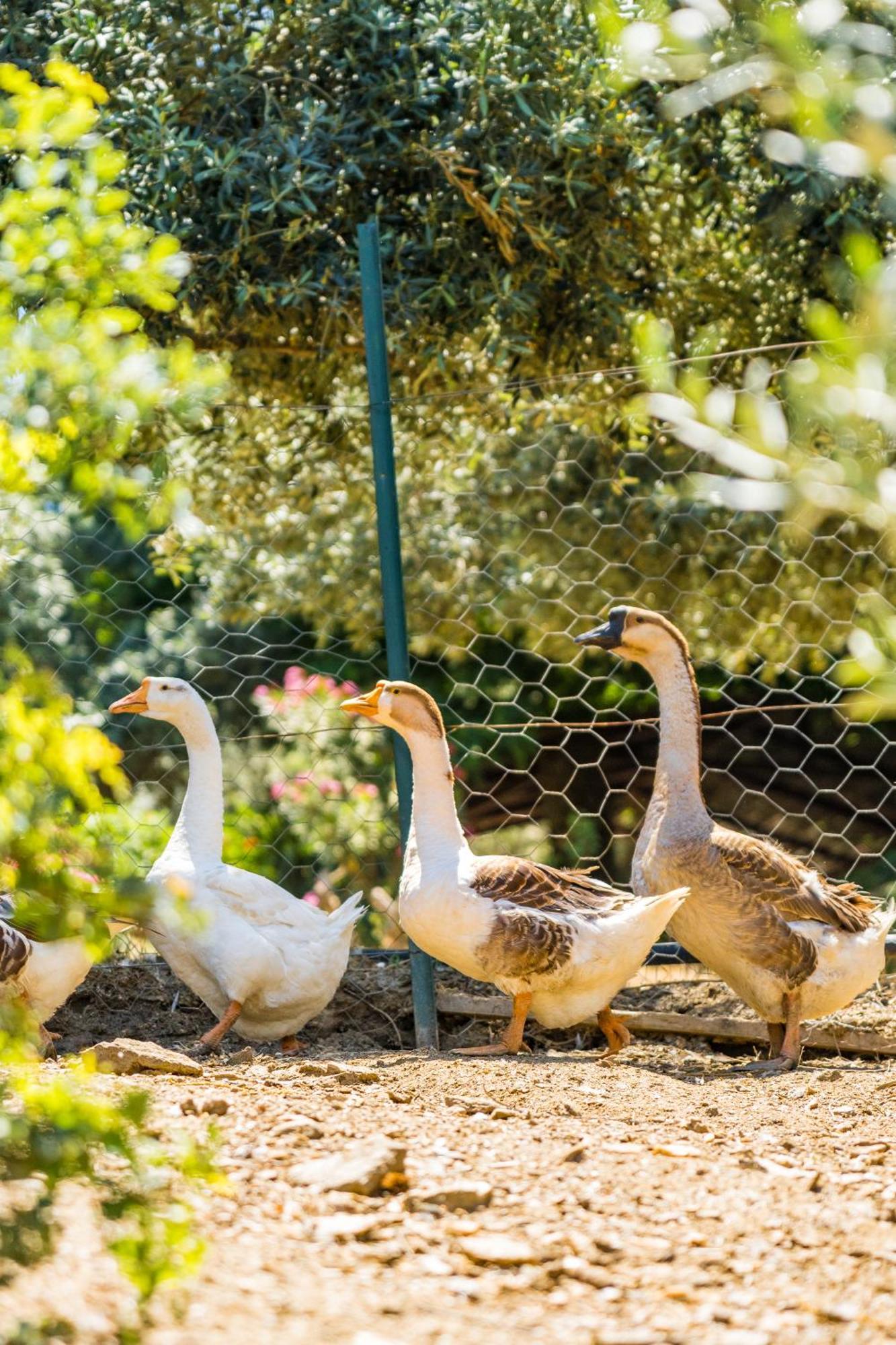 סלצ'וק Gullu Konaklari מראה חיצוני תמונה